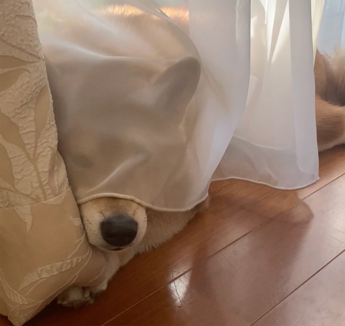 御簾の後ろに隠れるお姫さまみたいなぼく。