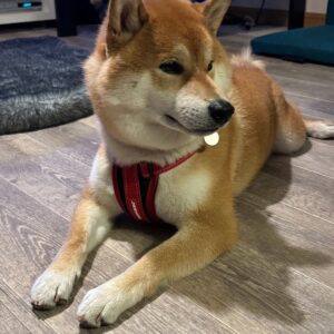 何回目かの新年会はルル姉ちゃんのおうちで。柴犬子犬ハルのワンダフルライフ