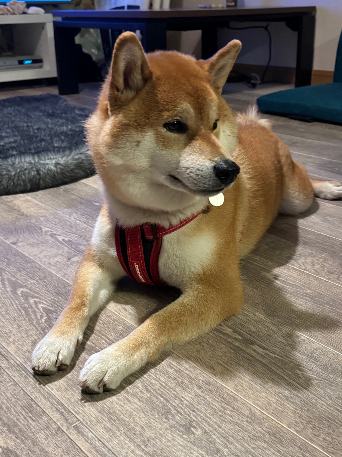 何回目かの新年会はルル姉ちゃんのおうちで。