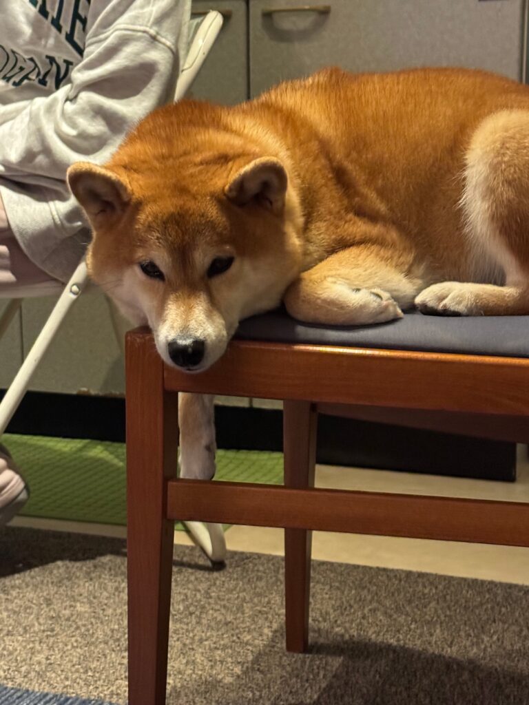 何回目かの新年会はルル姉ちゃんのおうちで。柴犬子犬ハルのワンダフルライフ