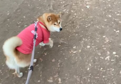 なんだかドッグランに背を向けるぼく。柴犬子犬ハルのワンダフルライフ