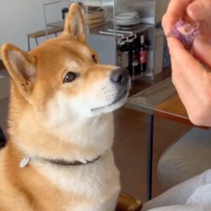 焼き芋おいしいね〜。柴犬子犬ハルのワンダフルライフ