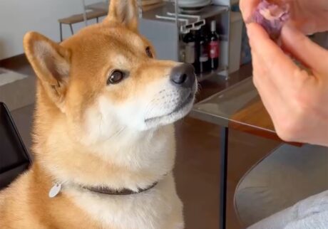 焼き芋おいしいね〜。柴犬子犬ハルのワンダフルライフ