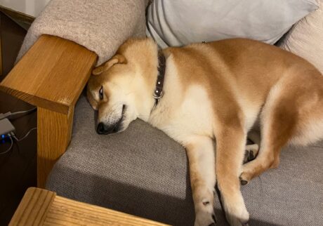 じゃっかんホラーです。柴犬子犬ハルのワンダフルライフ