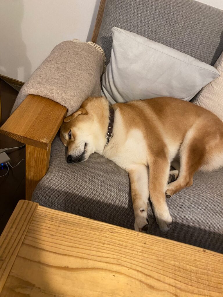 じゃっかんホラーです。柴犬子犬ハルのワンダフルライフ