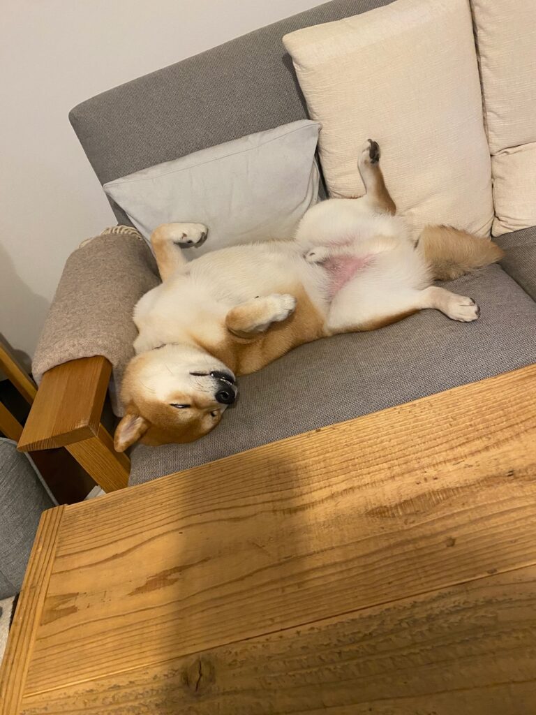 じゃっかんホラーです。柴犬子犬ハルのワンダフルライフ