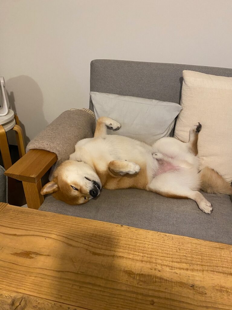 じゃっかんホラーです。柴犬子犬ハルのワンダフルライフ