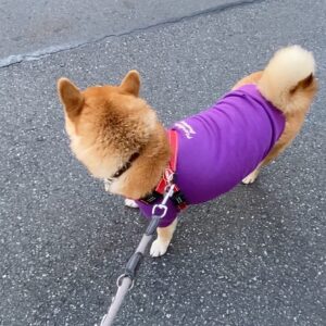いろいろ気になるウォーキング。柴犬子犬ハルのワンダフルライフ
