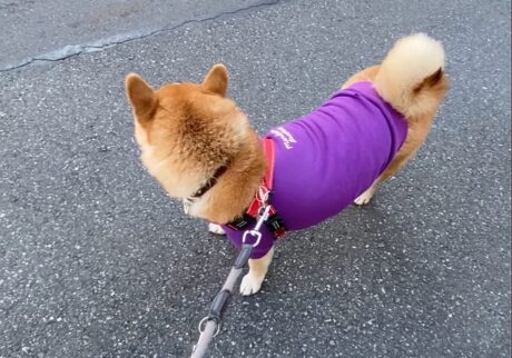 いろいろ気になるウォーキング。柴犬子犬ハルのワンダフルライフ