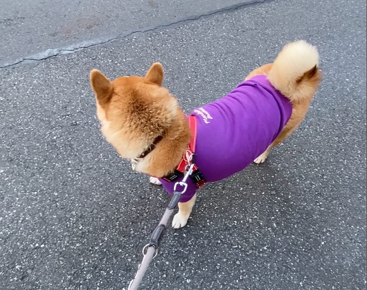 いろいろ気になるウォーキング。