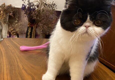 お母ちゃん譲りの美形でしょ エキゾチックショートヘア ちろり