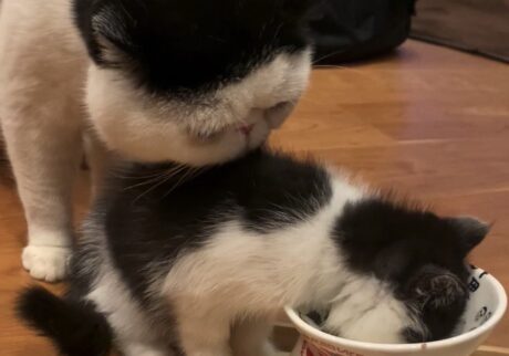 あたしの匂いに釘付け？【ちろり、スターへの道のり。vol.6】