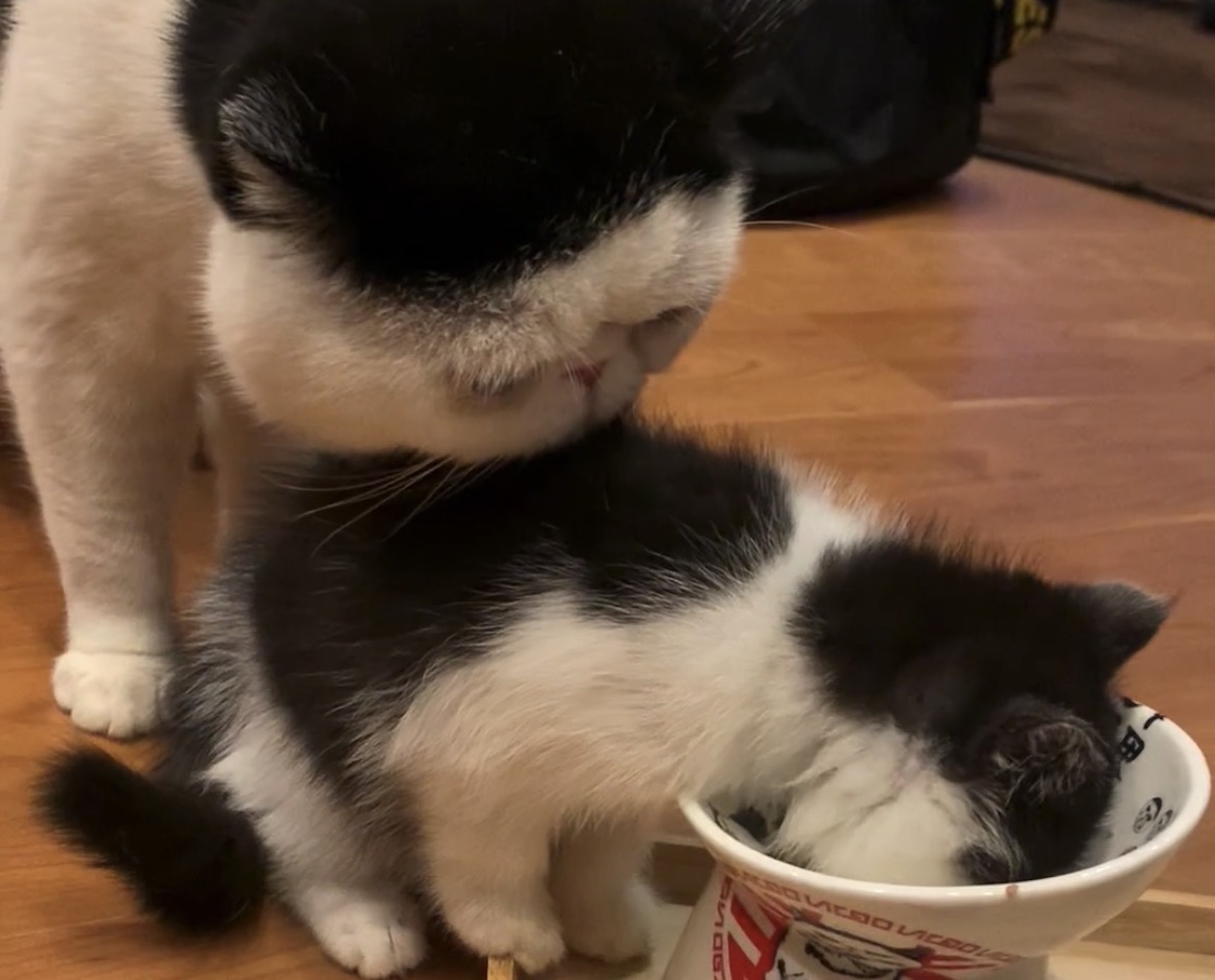 あたしの匂いに釘付け？【ちろり、スターへの道のり。vol.6】