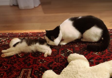 お尻はNGなのよ！エキゾチックショートヘア ちろり