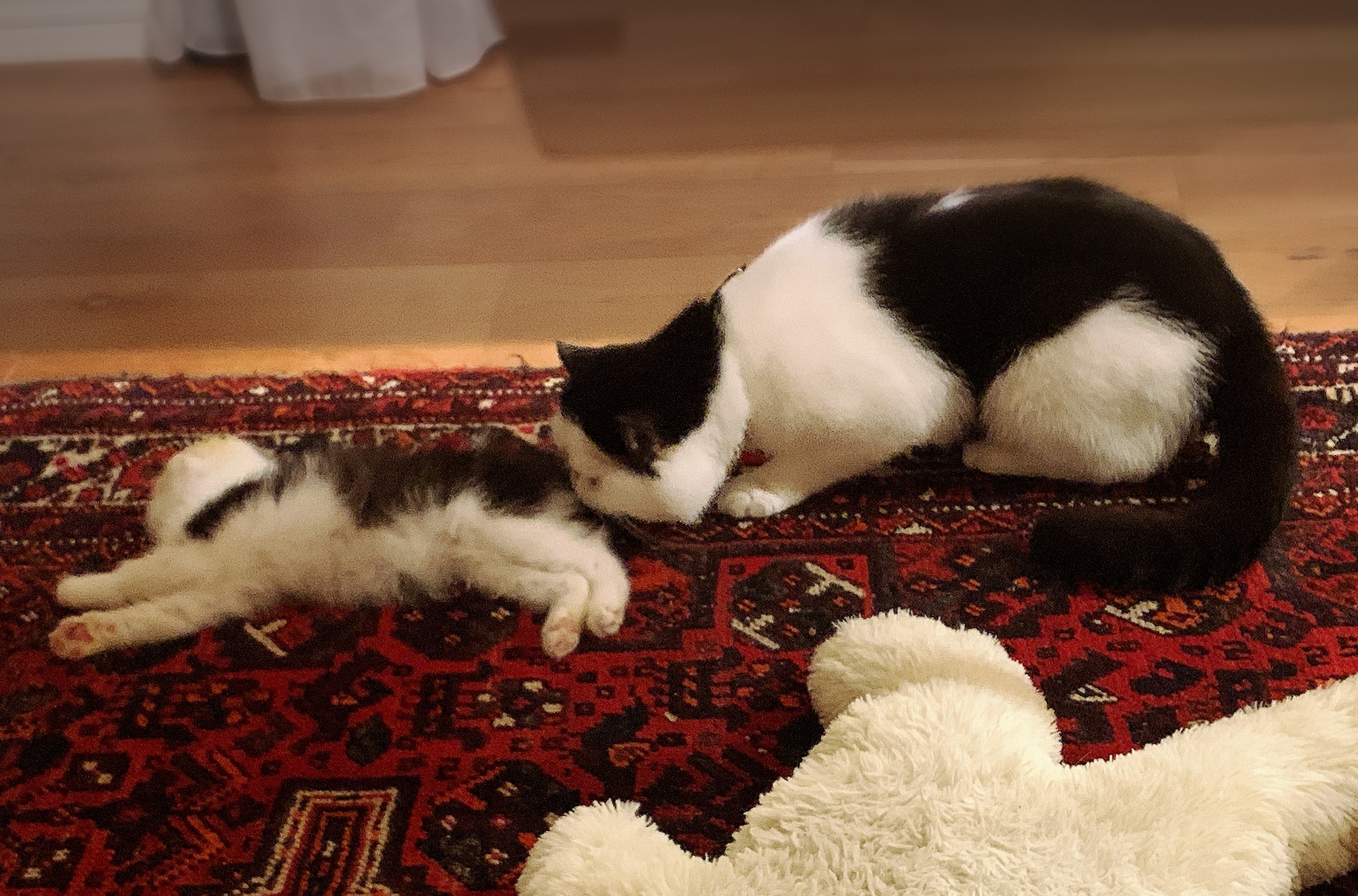 お尻はNGなのよ！【ちろり、スターへの道のり。vol.8】