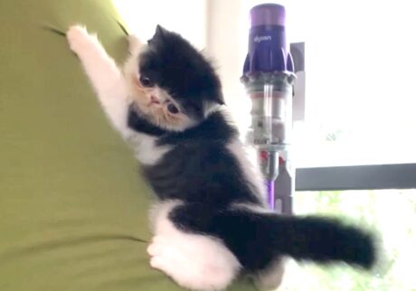 赤ちゃんの頃のマイブーム。【ちろり、スターへの道のり。vol.9】