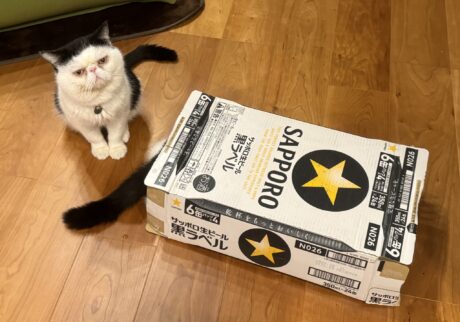 お父ちゃんの優しい嘘。エキゾチックショートヘア ちろり