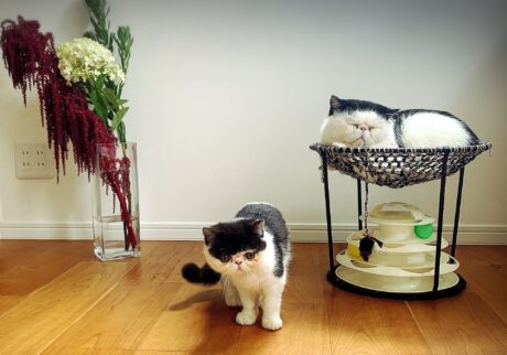 お花とあたしと、お父ちゃんと。エキゾチックショートヘア ちろり お花とあたしと、お父ちゃんと。エキゾチックショートヘア ちろり