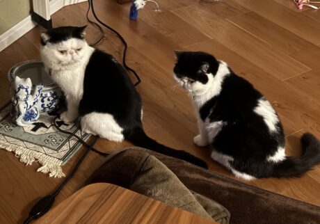 アイドルのたしなみ?エキゾチックショートヘア ちろり アイドルのたしなみ?エキゾチックショートヘア ちろり