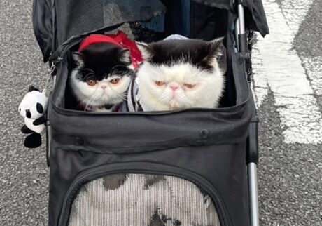 本日もアイドル修行。エキゾチックショートヘア ちろり