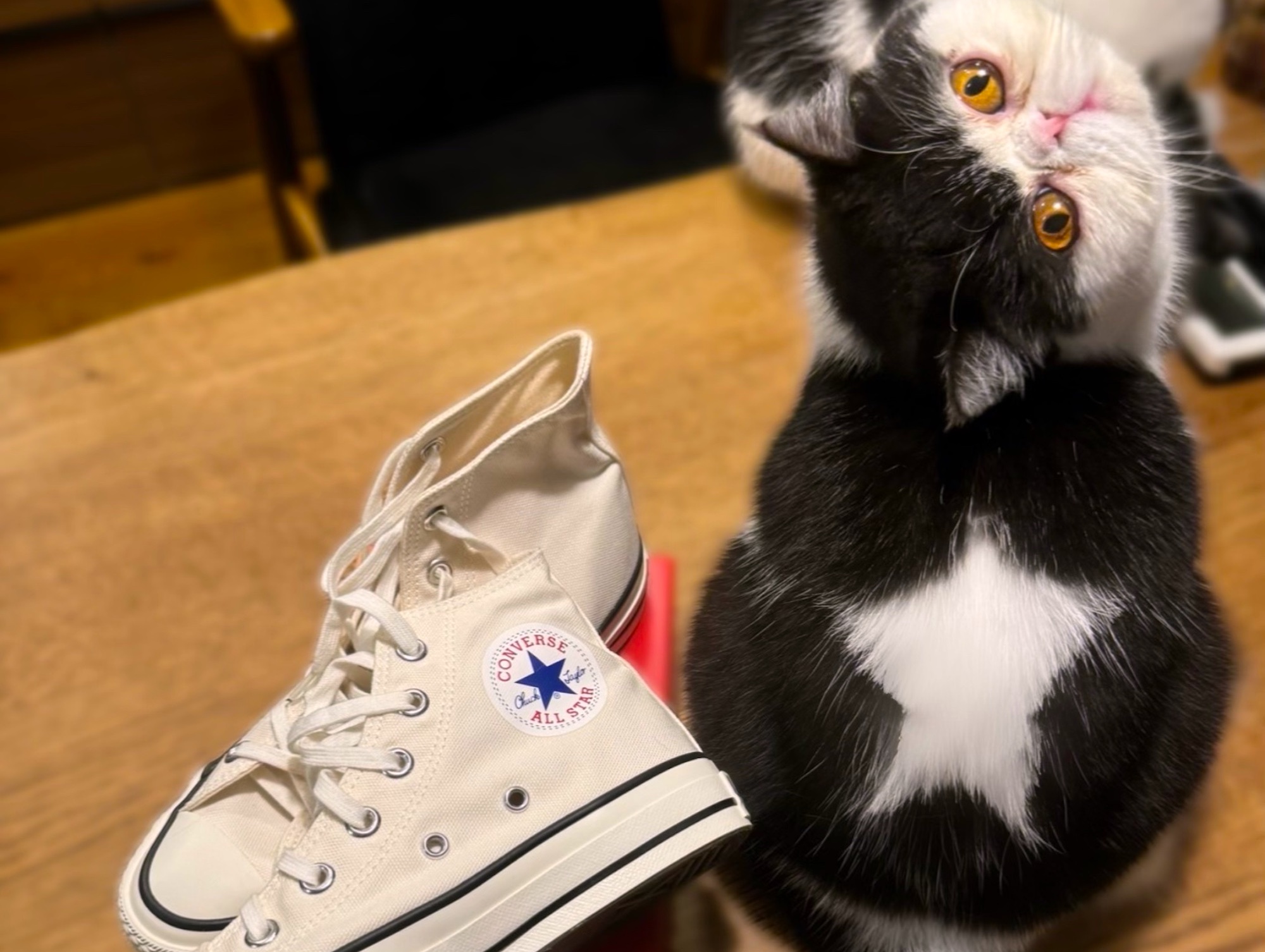 スターへの道、見届けてね。【ちろり、スターへの道のり。vol.1】