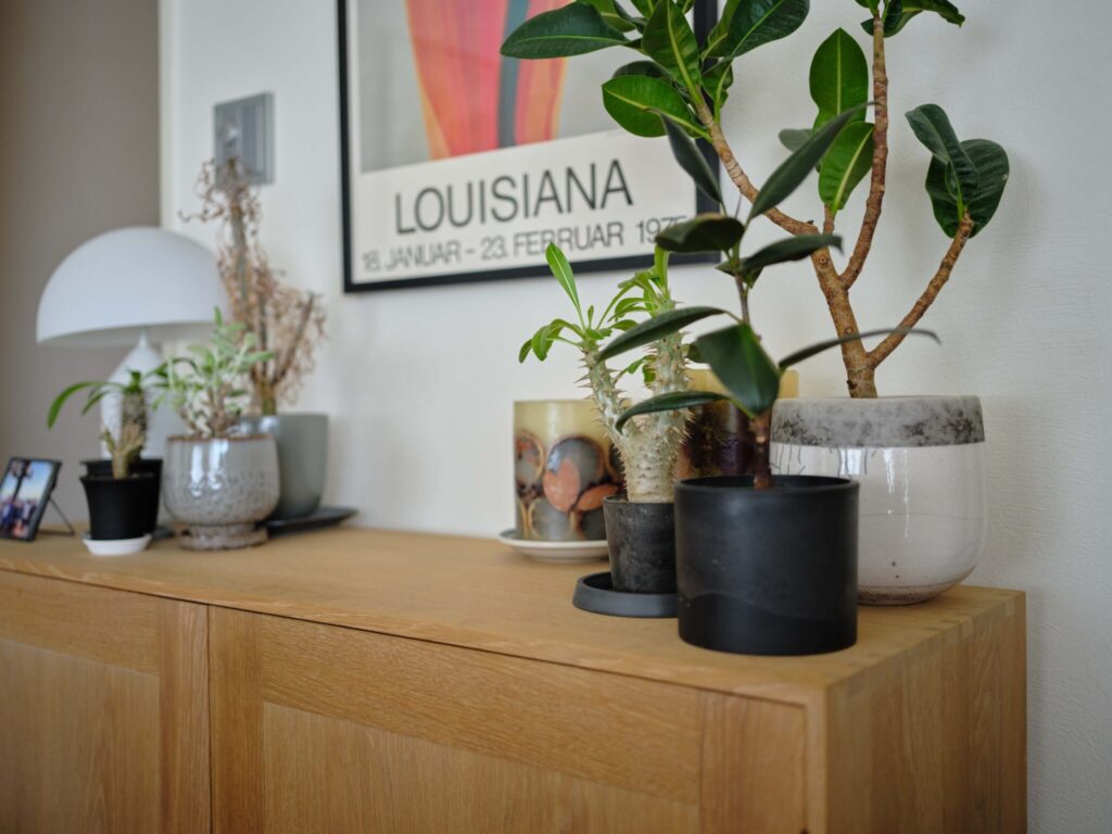 肌触りの良さを楽しむ。不動産会社代表・足立 淳さんに聞いた、心地よく過ごすための空間づくり。 | 部屋には植物もたくさんある。水やりや葉水もカーペットだからといって特別に気を使うことはなく、不便さはない。