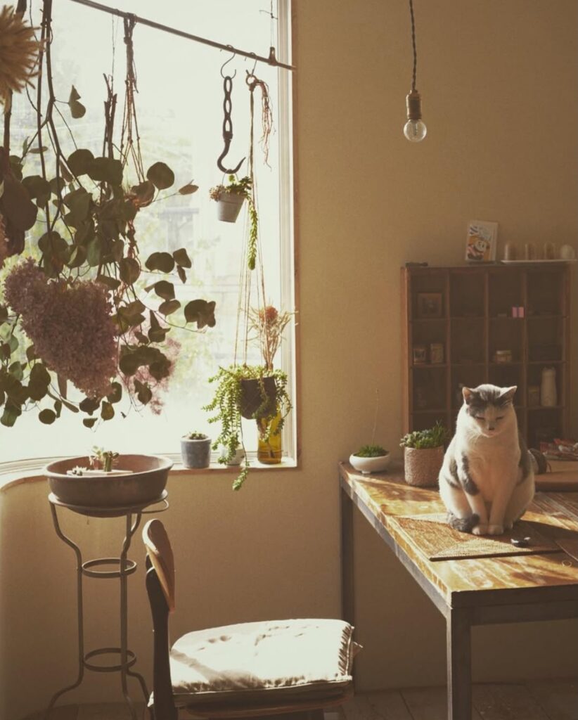我が家には、猫だけが足りない。写真と文：ねむようこ (漫画家) #4