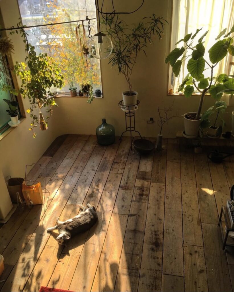 我が家には、猫だけが足りない。写真と文：ねむようこ (漫画家) #4