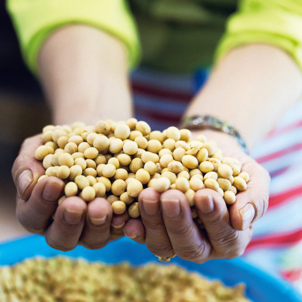 146_p048-055_名店の味_10 | これがファンテコン(黄大豆)。同じ農家に栽培を依頼。毎年、生産量が少なくても、契約した代金は支払っている。強固な信頼関係あってのことだ。 146_p048-055_名店の味_10 | これがファンテコン(黄大豆)。同じ農家に栽培を依頼。毎年、生産量が少なくても、契約した代金は支払っている。強固な信頼関係あってのことだ。