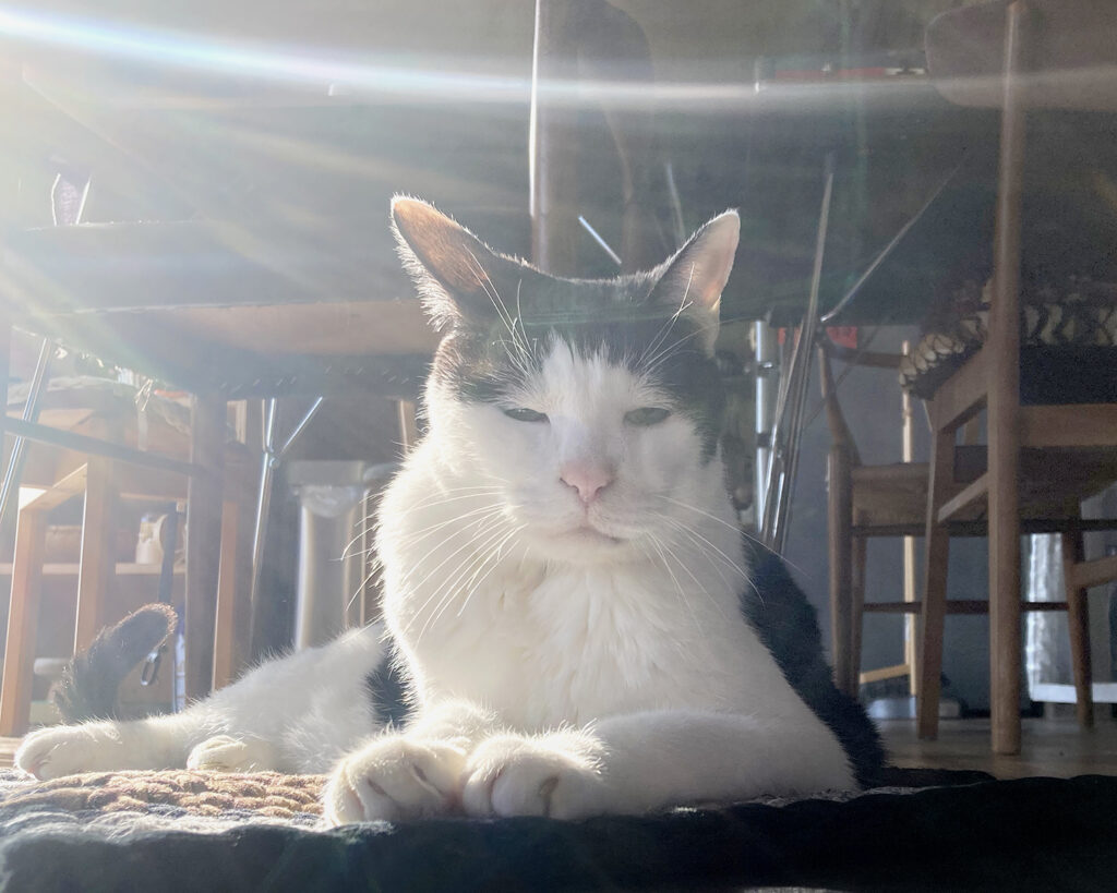 0222-1 | どうも、お久しぶりです。あなたの恋人パンチョです。今日も輝いてるでしょ？
猫の日ということで、僕の連載が帰ってきましたよ。