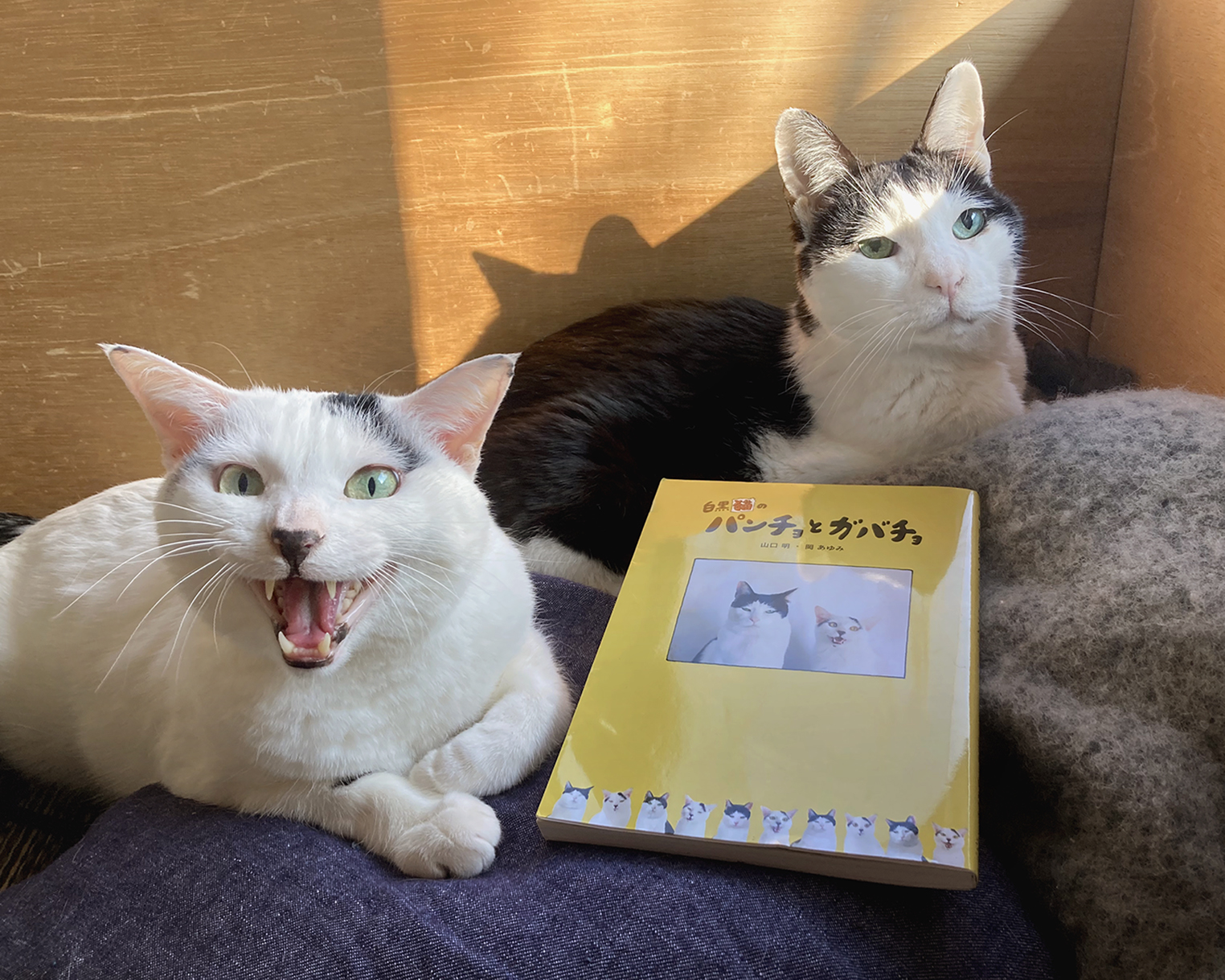 人気ねこパンチョの連載が1日限りのリバイバル。愛すべき二匹のねこの日常が詰まった四コママンガ『白黒猫のパンチョとガバチョ』。