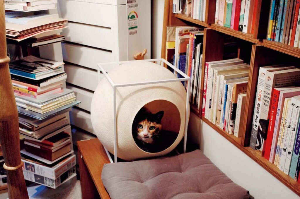 ソウルの古い街並みが残る地、城北洞 (ソンブクドン) で路地に佇む小さな店巡り。前編 | 店主の愛猫2匹も在店している。 ソウルの古い街並みが残る地、城北洞 (ソンブクドン) で路地に佇む小さな店巡り。前編 | 店主の愛猫2匹も在店している。