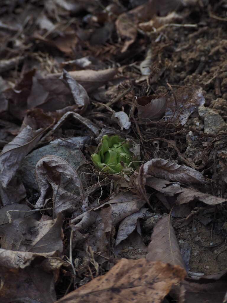 簡単にできる、蕗味噌と味玉の春のお弁当。写真と文：仁平里帆庭先で落ち葉の間からちょこんと穂先を出している蕗の薹。