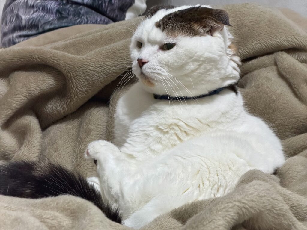 怒っているわけではありません。スコティッシュフォールド いなほ | 怒ってません。怒ってるように見える！？