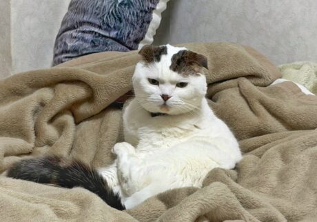 怒っているわけではありません。スコティッシュフォールド いなほ | 怒ってませんてば！！