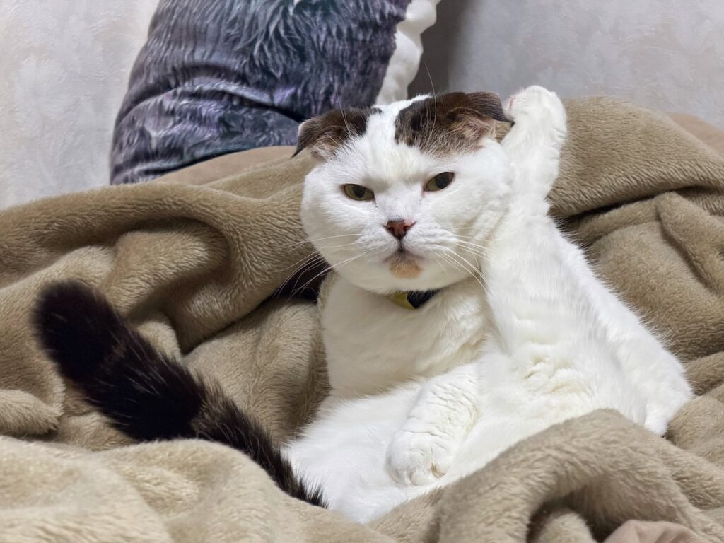 怒っているわけではありません。スコティッシュフォールド いなほ | だから、怒ってへんの！！ 機嫌よく毛繕いしてるだけーー！