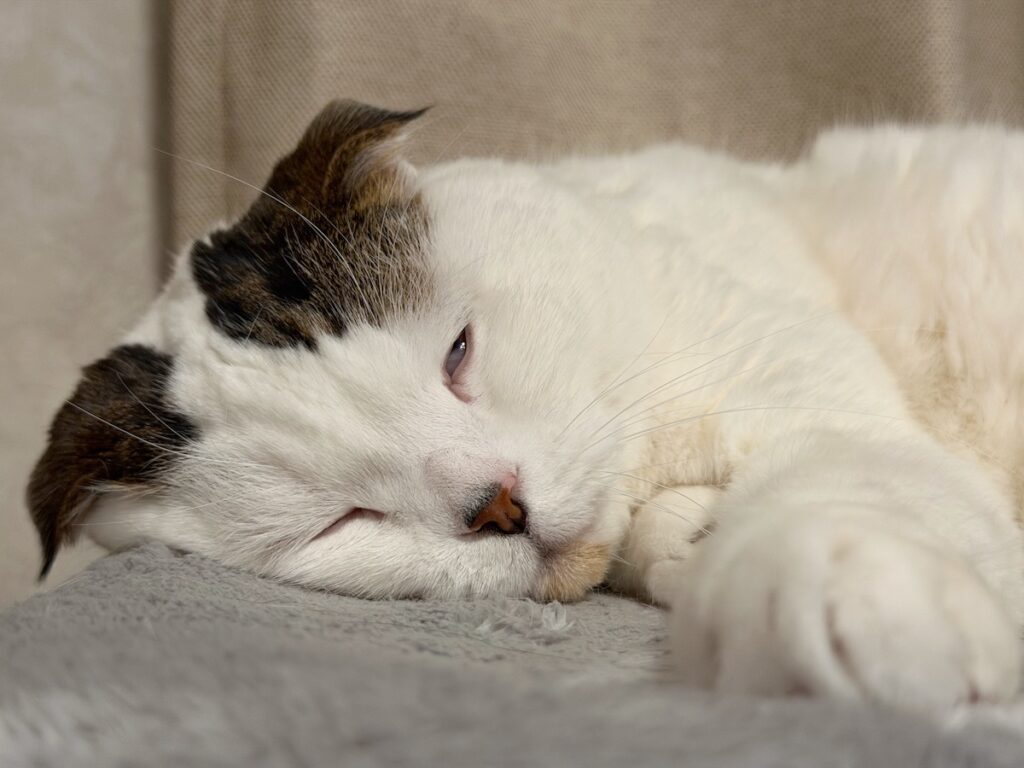 オレがいびきをかく理由。スコティッシュフォールド いなほ | オレはたまにイビキをかくらしい。