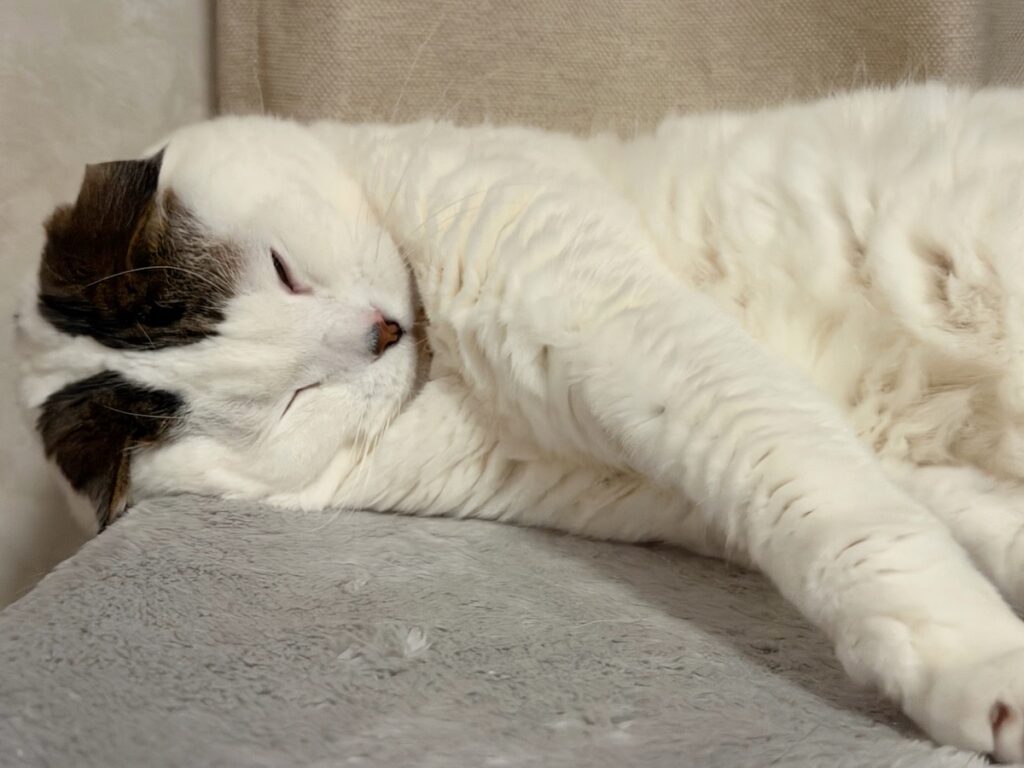 オレがいびきをかく理由。スコティッシュフォールド いなほ | 鼻が低いねこは、イビキをかきやすいんやってー。