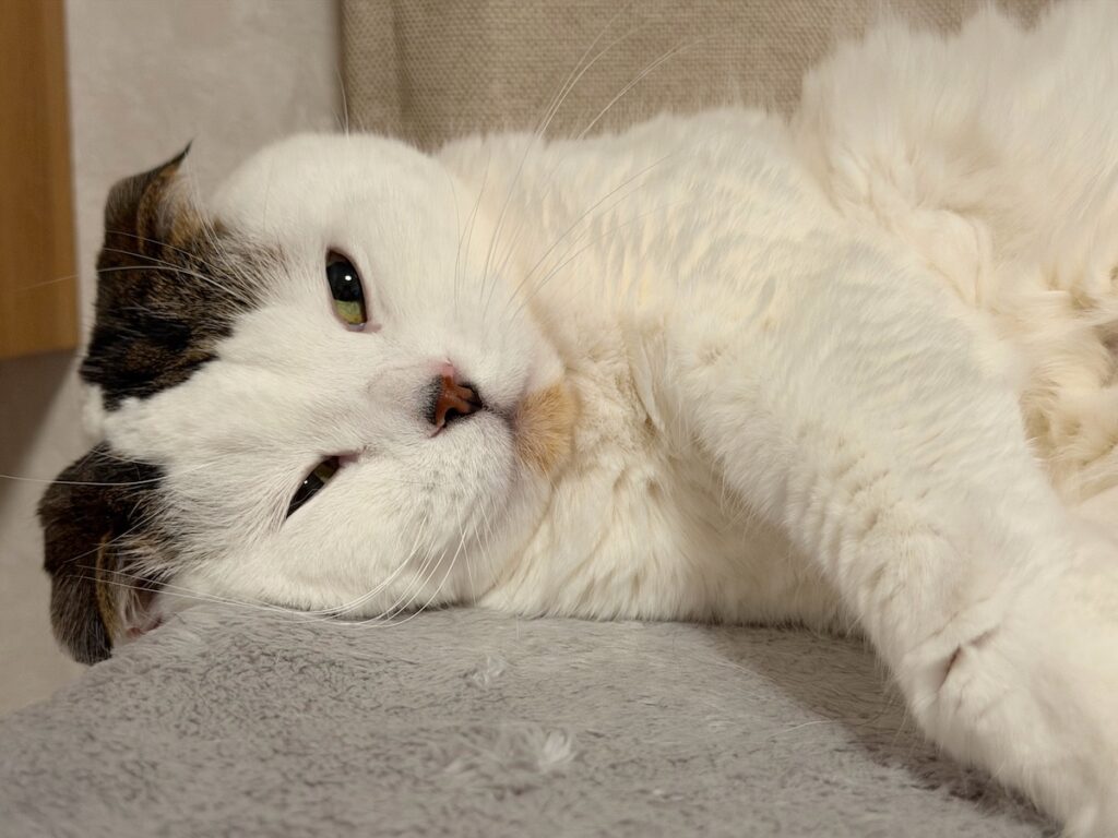 オレがいびきをかく理由。スコティッシュフォールド いなほ | え? オレ、鼻低い！？