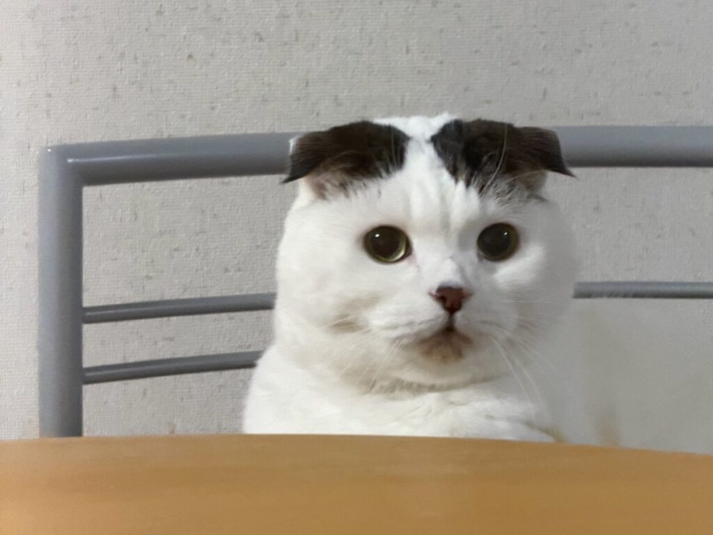 なんか、思ってたんと違う。スコティッシュフォールド いなほ | また飼い主が、なにか企んでいる……。