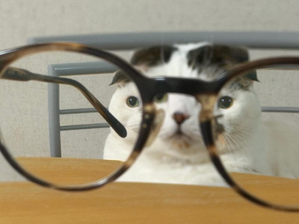 なんか、思ってたんと違う。スコティッシュフォールド いなほ | なんか、思ってたんと違う〜！