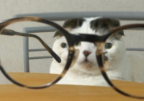 なんか、思ってたんと違う。スコティッシュフォールド いなほ | なんか、思ってたんと違う〜！