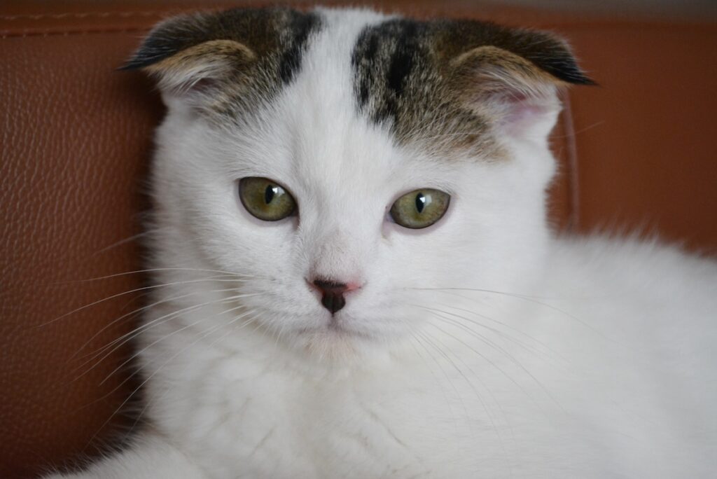 人間年齢で、還暦を迎えました。スコティッシュフォールド いなほ | 赤ちゃんのオレシリーズ。これはまだ、生後半年にもなっていない頃。凛々しい表情してるなー。