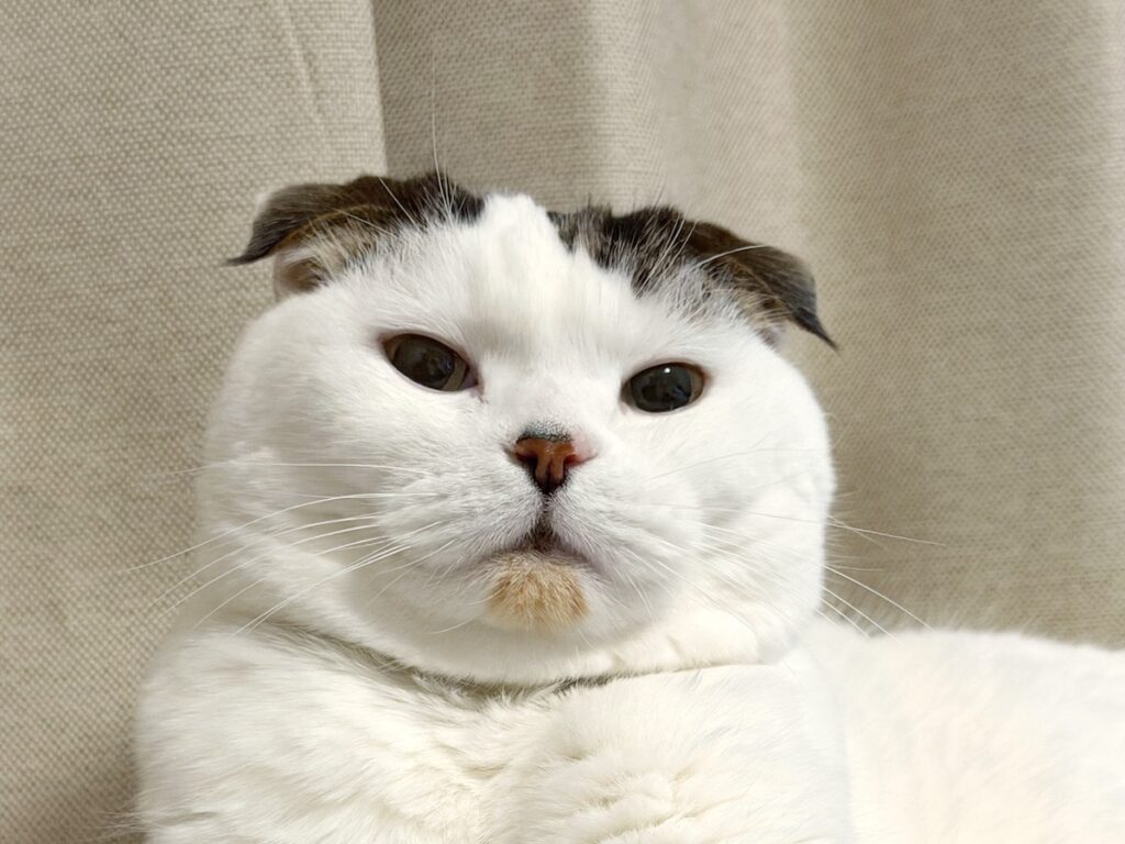 人間年齢で、還暦を迎えました。スコティッシュフォールド いなほ | 3月23日に11歳になったで！！ 人間の年齢に換算すると……、60歳！ 還暦ってねこにもあるんかなー？ お祝いは、おいしいおやつでお願いします！！