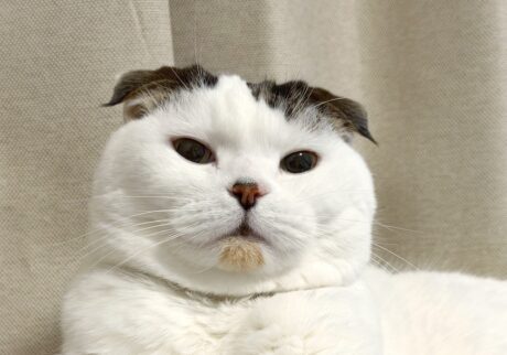 人間年齢で、還暦を迎えました。スコティッシュフォールド いなほ | 3月23日に11歳になったで！！ 人間の年齢に換算すると……、60歳！ 還暦ってねこにもあるんかなー？ お祝いは、おいしいおやつでお願いします！！