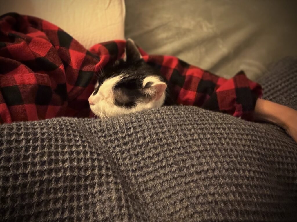 まるで人間？保護猫 えいた