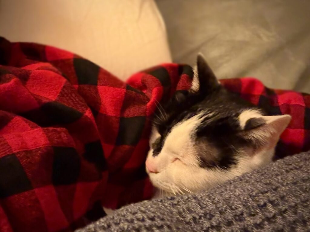 まるで人間？保護猫 えいた