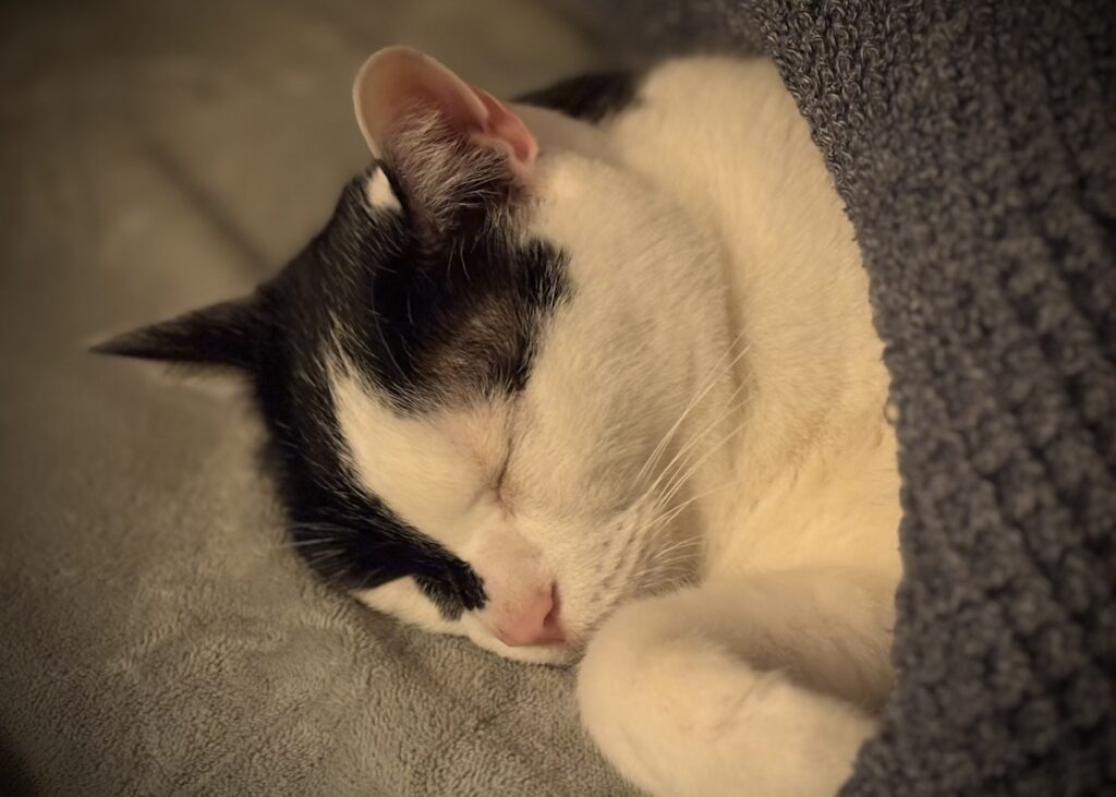 まるで人間？保護猫 えいた