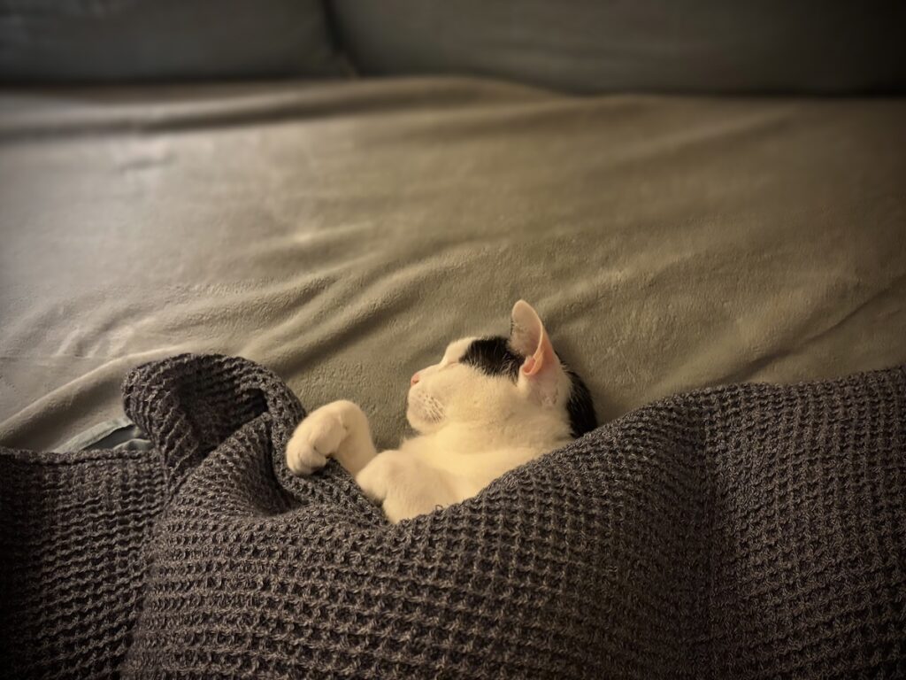 まるで人間？保護猫 えいた