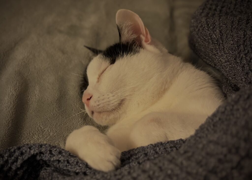 まるで人間？保護猫 えいた